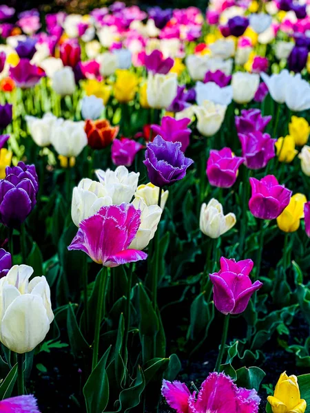 Wielobarwne Kolorowe Tulipany Wolna Przestrzeń — Zdjęcie stockowe