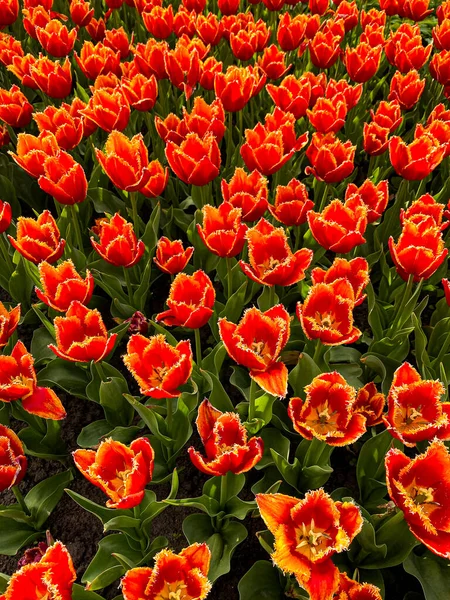 Tulipas Aveludadas Vermelhas Espaço Livre — Fotografia de Stock