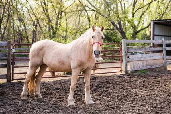 Palomino horse standing in farm yard.