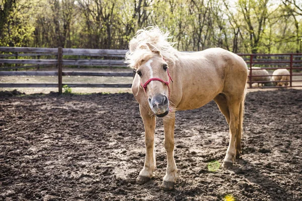 Palomino horse standing in farm yard shaking it\'s mane.