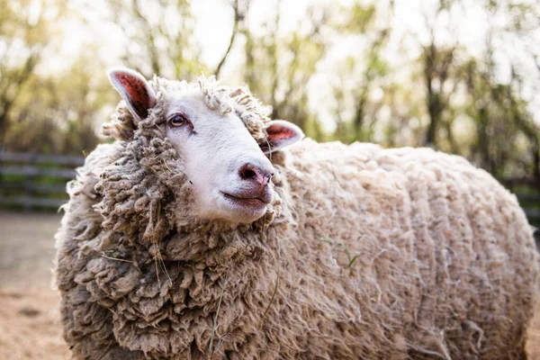 Волосатая Овца Ферме Солнечный День — стоковое фото
