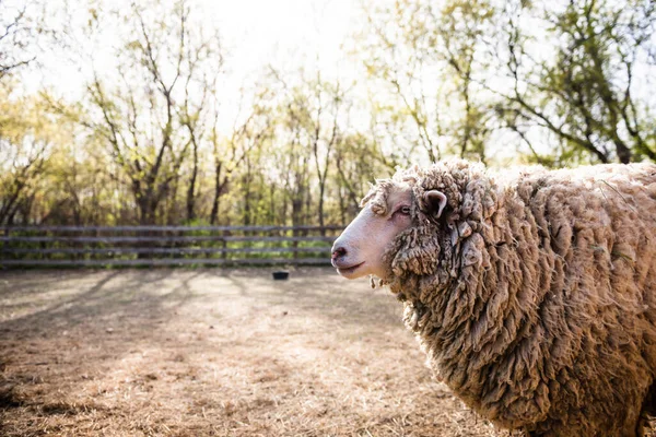 Вид Сбоку Шерстистой Овцы Дворе Солнечной Фермы — стоковое фото