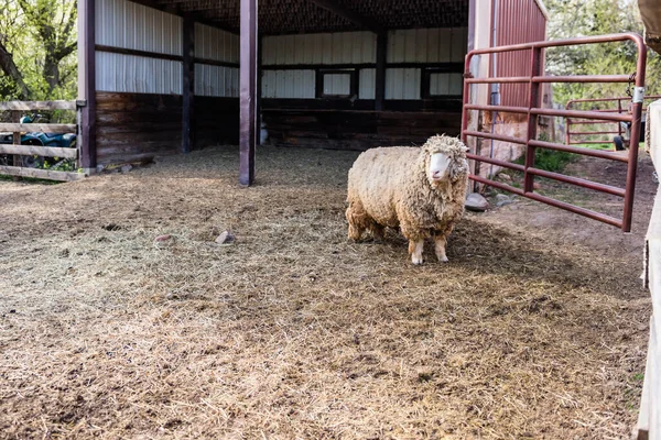 Wooly Sheep Standing Gate Farm Yard — 스톡 사진