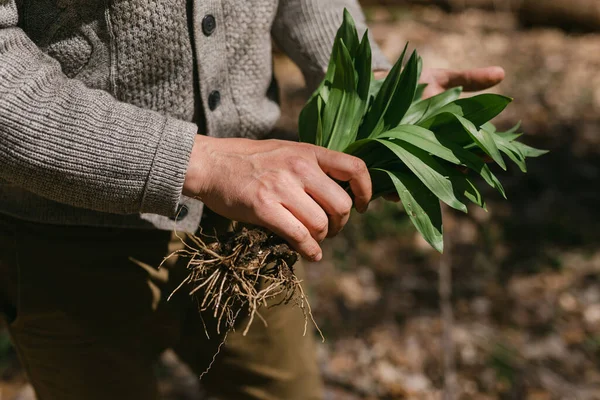 Close Man Hand Inspecting His Freshly Foraged Wild Ramps — Stock Photo, Image