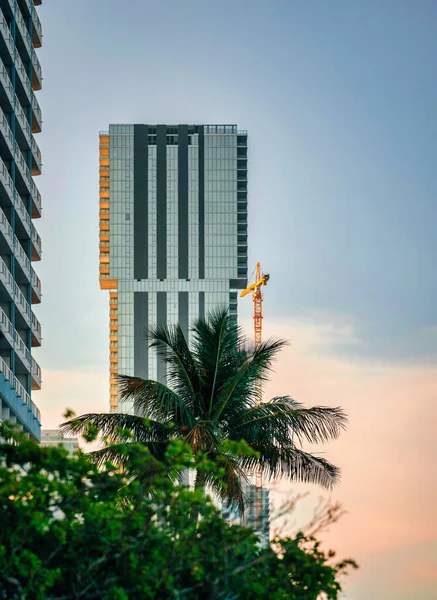 Edificio Nella Città Albero Palma Miami Florida Usa Bella — Foto Stock