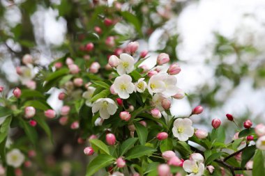 Çiçek açmış bir elma dalına.