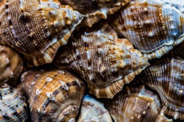 Doğal bir arkaplan olarak desenli deniz kabukları