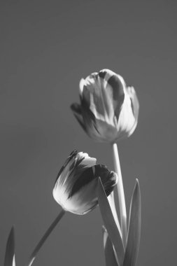 Vazodaki Lale Ampullerinin Yaşamı