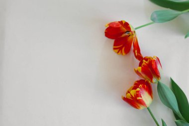 Beyaz arka planda Lale Çiçekleri yatıyordu