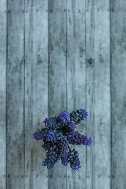 Bir buket üzümlü sümbül ağaçtan bir arka planda çiçek açıyor.