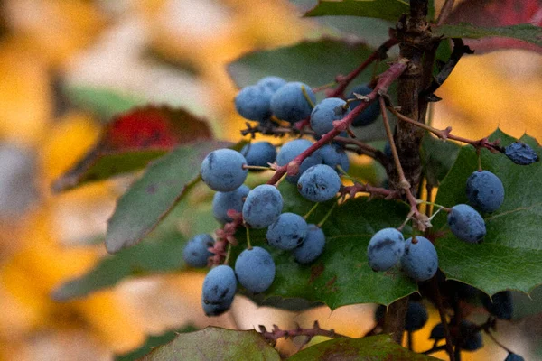 Uvas Silvestres Sobre Fondo Hojas Amarillas —  Fotos de Stock