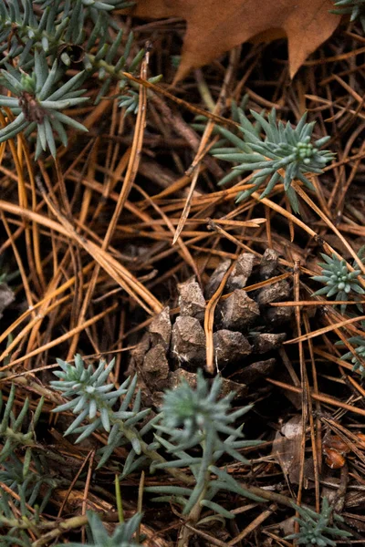 Pine Cone Lies Forest — 图库照片