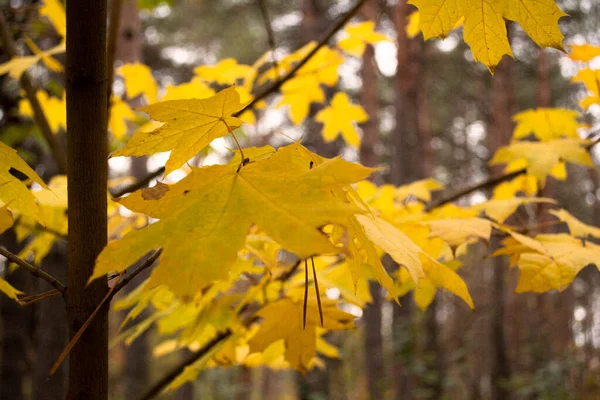 Hojas Amarillas Bosque — Foto de Stock