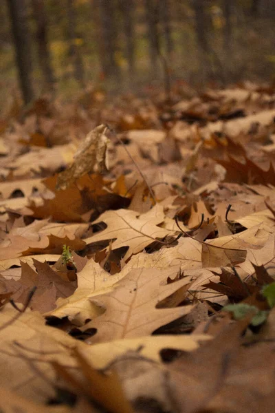 Folhas Outono Jazem Floresta — Fotografia de Stock