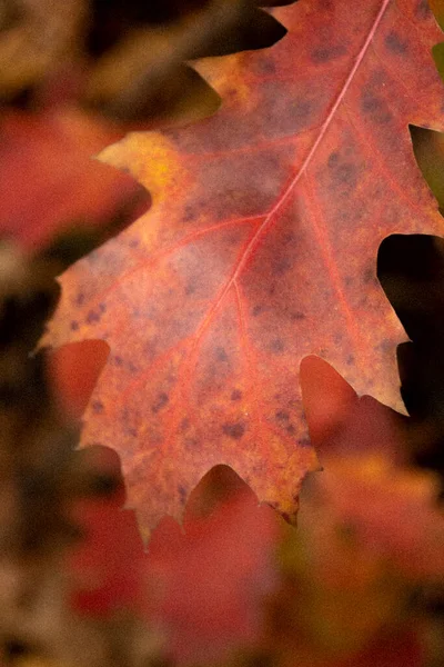 Червоний Лист Лісі — стокове фото