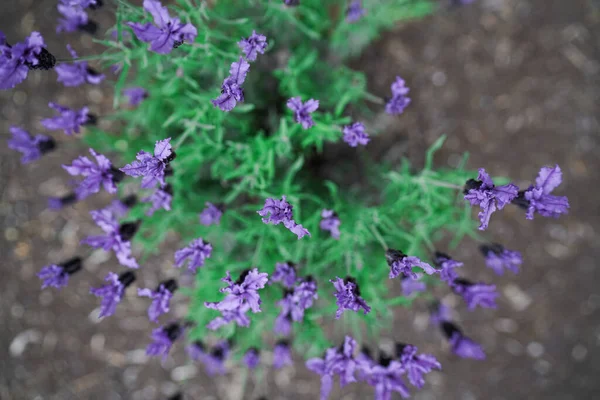 Lavendel Växt Färska Våren Trädgård — Stockfoto