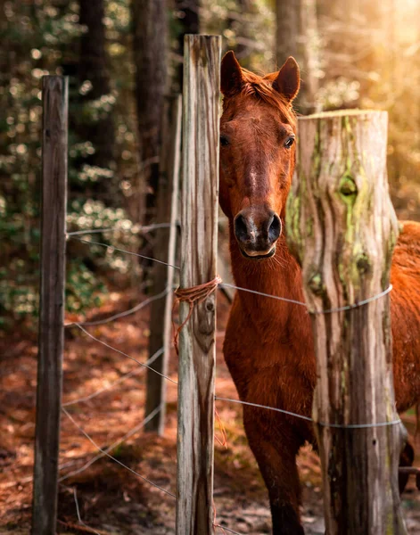 Stallion Horse Looking Fence Virginia Horse Farm — Stock Photo, Image