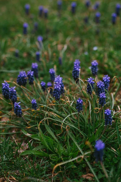 Kwiaty Hiacyntu Winogronowego Wyrastające Trawnika Trawiastego — Zdjęcie stockowe