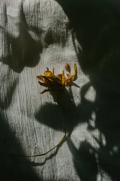 Una Flor Amarilla Seca Yace Sobre Tela Rodeada Sombras —  Fotos de Stock