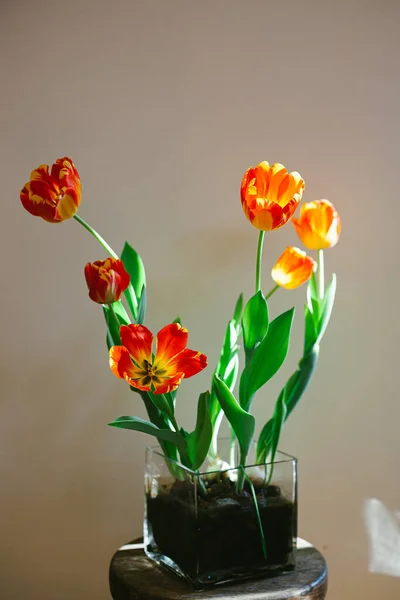 Still Life Tulip Lâmpadas Vaso — Fotografia de Stock