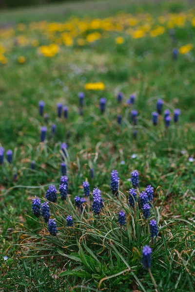 Grape Hyacinth Flowers Growing Out Grassy Lawn — 스톡 사진