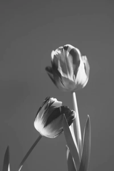 Nature Morte Des Ampoules Tulipes Dans Vase — Photo