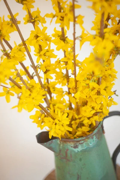 Een Rustieke Teal Kruik Vol Met Lente Forsythia Bloemstelen — Stockfoto