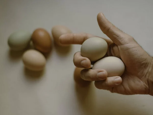 Farmer holds fresh eggs in hand