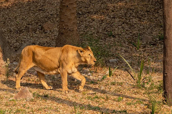 Lion Dans Tanière Lion — Photo