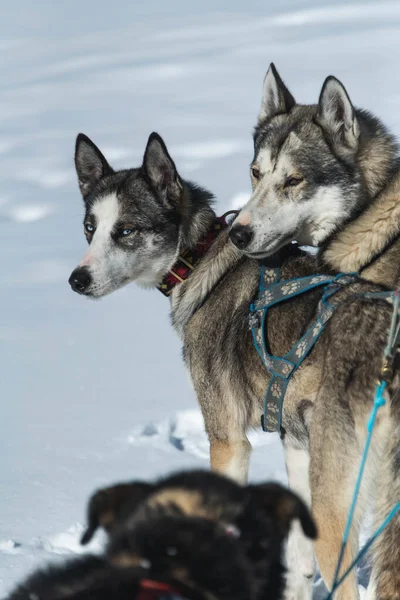 Sledehonden Rusten Uit — Stockfoto