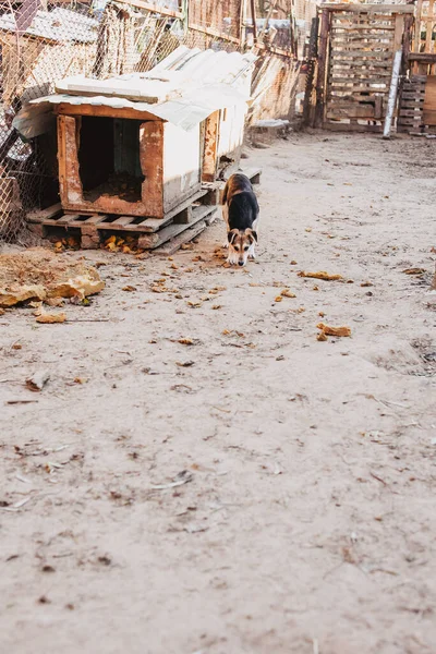 Hayvan Barınağında Farklı Cinsten Istenmeyen Evsiz Köpekler Evlatlık Edinilmeyi Bekliyor — Stok fotoğraf