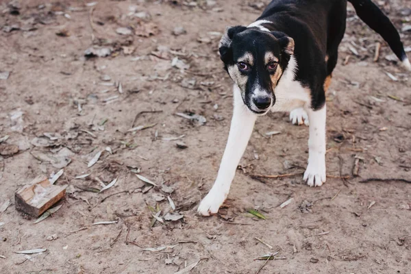 Unerwünschte Und Obdachlose Hunde Verschiedener Rassen Tierheim Suchen Und Warten — Stockfoto