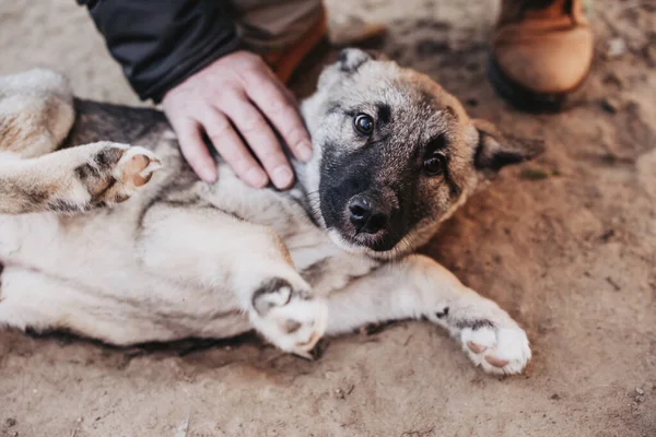 Άνθρωποι Παλουκώνουν Άστεγους Σκύλους Στο Καταφύγιο Ζώων Κοιτάζοντας Και Περιμένοντας — Φωτογραφία Αρχείου