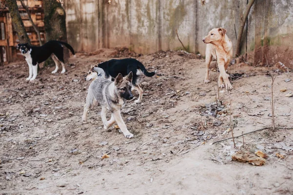 Ongewenste Dakloze Honden Van Verschillende Rassen Dierenasiel Zoek Naar Wachtend — Stockfoto