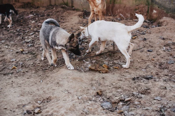Unerwünschte Und Obdachlose Hunde Verschiedener Rassen Tierheim Suchen Und Warten — Stockfoto