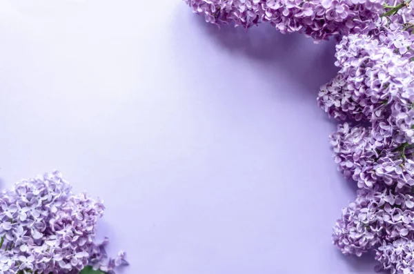 Бузкові Квіти Фіолетовому Фоні Вільний Простір — стокове фото
