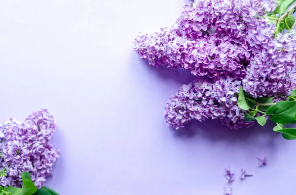 Flores Lilás Fundo Roxo Espaço Livre — Fotografia de Stock