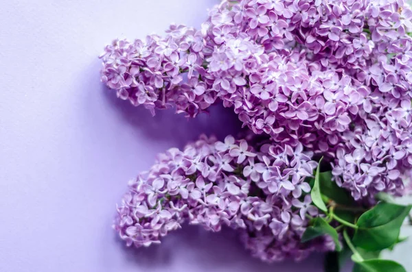 Flores Lilás Fundo Roxo Espaço Livre — Fotografia de Stock