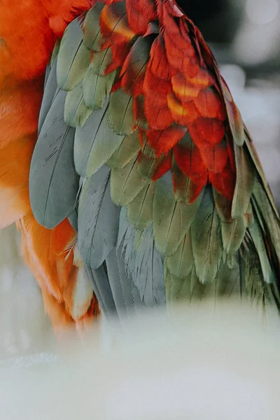 Close Macaws Parrot Feathers — Stock Photo, Image