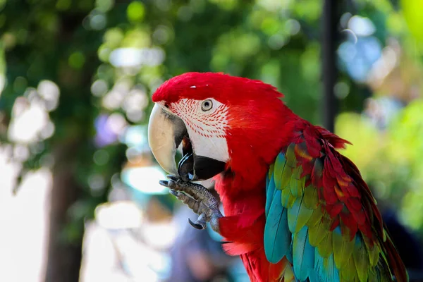 Parrot Macaw Sits Close Cage — Stock Photo, Image