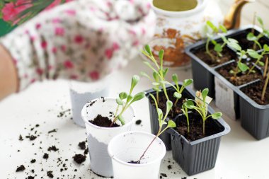Renkli eldivenli bir kadın çiçek tohumu naklediyor.