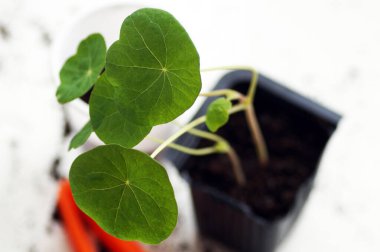 Bardaklarda nakledilen fideler pencere kenarında duruyor.