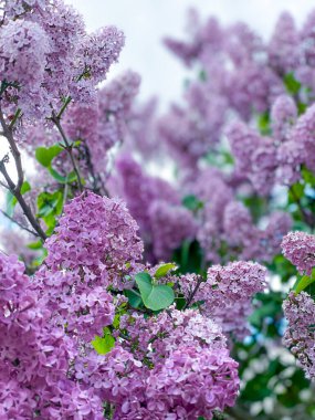 Gökyüzüne karşı leylak çalısı, boş alan