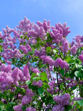 Gökyüzüne karşı leylak çiçekleri