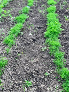 Genç bir dereotundan yatak