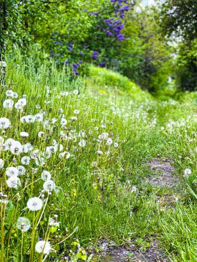 Beyaz karahindiba, yeşil çimen ve yol