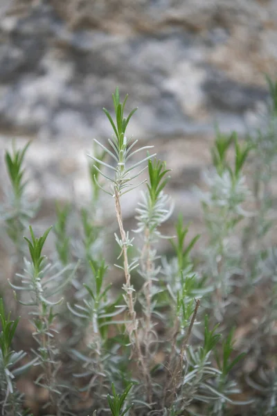 Rosemary Sprigs Rostou Zahradě — Stock fotografie