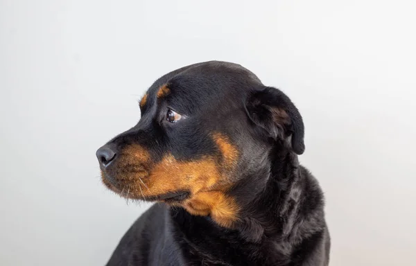 Ένα Θηλυκό Rottweiler Φυλή Σκυλί Ποζάρουν Λευκό Φόντο — Φωτογραφία Αρχείου