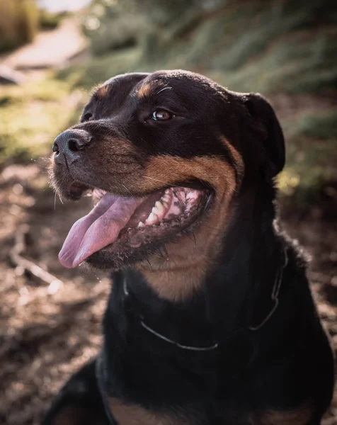 Mujer Rottweiler Disfrutando Día Otoño — Foto de Stock