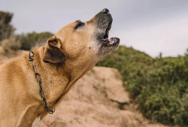 Old Brown Uruguayan Cimarron Breed Dog Enjoying Sunny Day — Stock Photo, Image